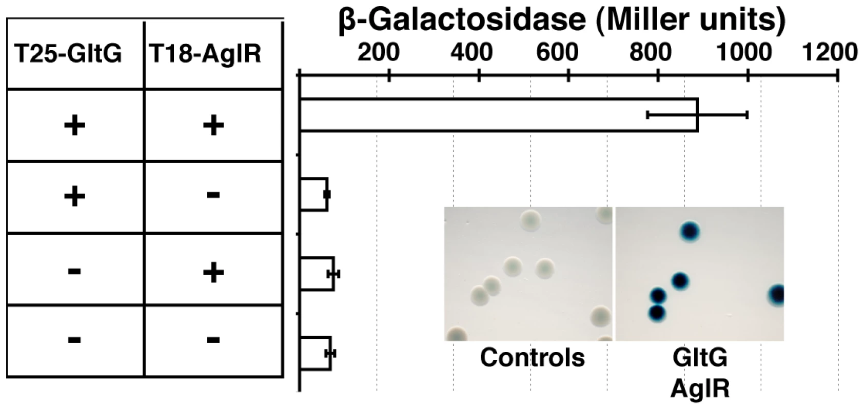 The AglRQS motor interacts directly with the gliding motility machinery.
