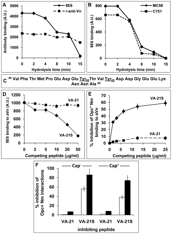 The nature of the vitronectin epitope recognised by <i>N. meningitidis</i> Opc.