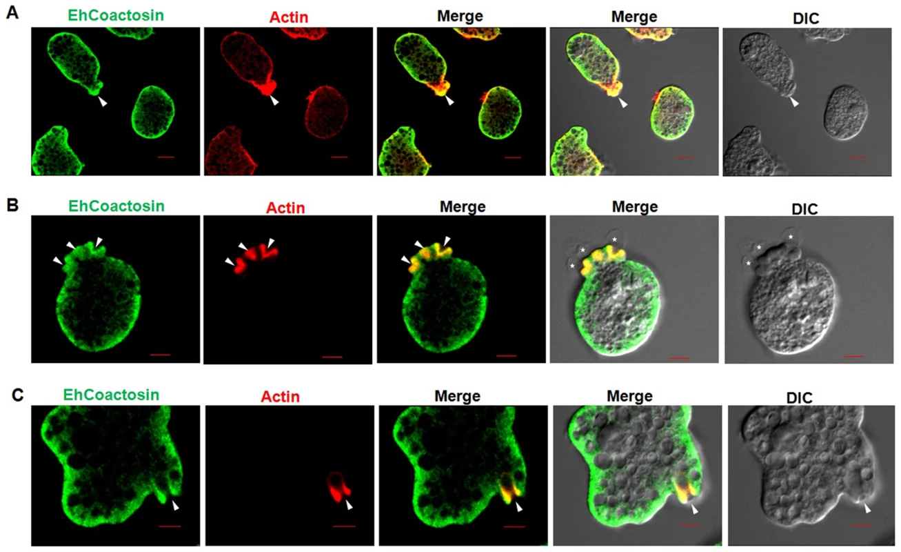 Localization of EhCoactosin in motile trophozoites undergoing erythrophagocytosis.