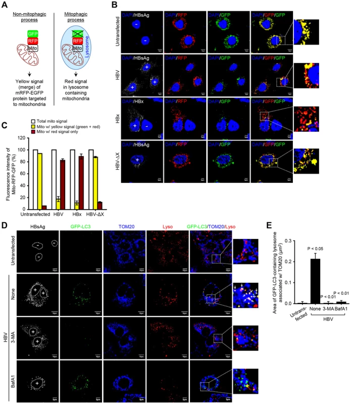 HBV/HBx induces mitophagolysosomes.