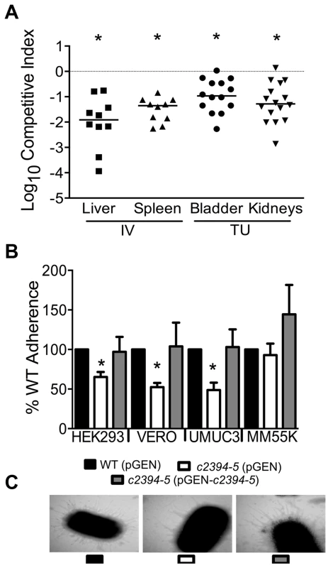 Putative type IV pilus subunit genes are involved in fitness in CFT073.