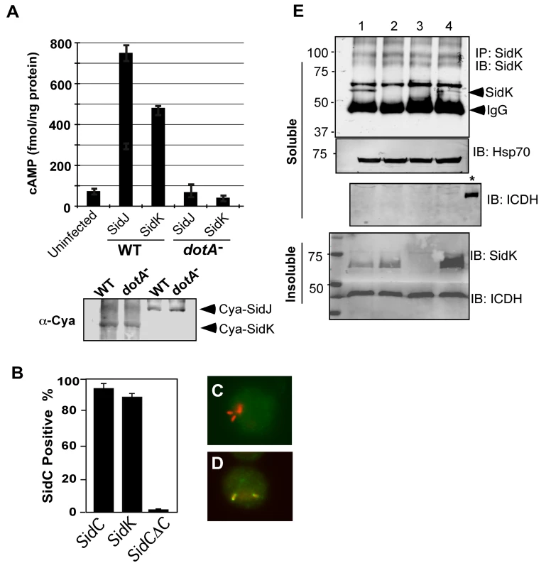 SidK is translocated into infected cells by the Dot/Icm transporter.