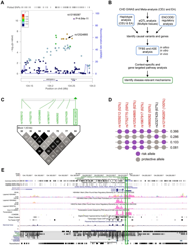Haplotype and regulatory analysis of <i>TCF21</i> locus at 6q23.2.