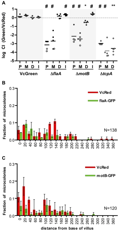 Differential requirements for flagellar-based motility along the SI.