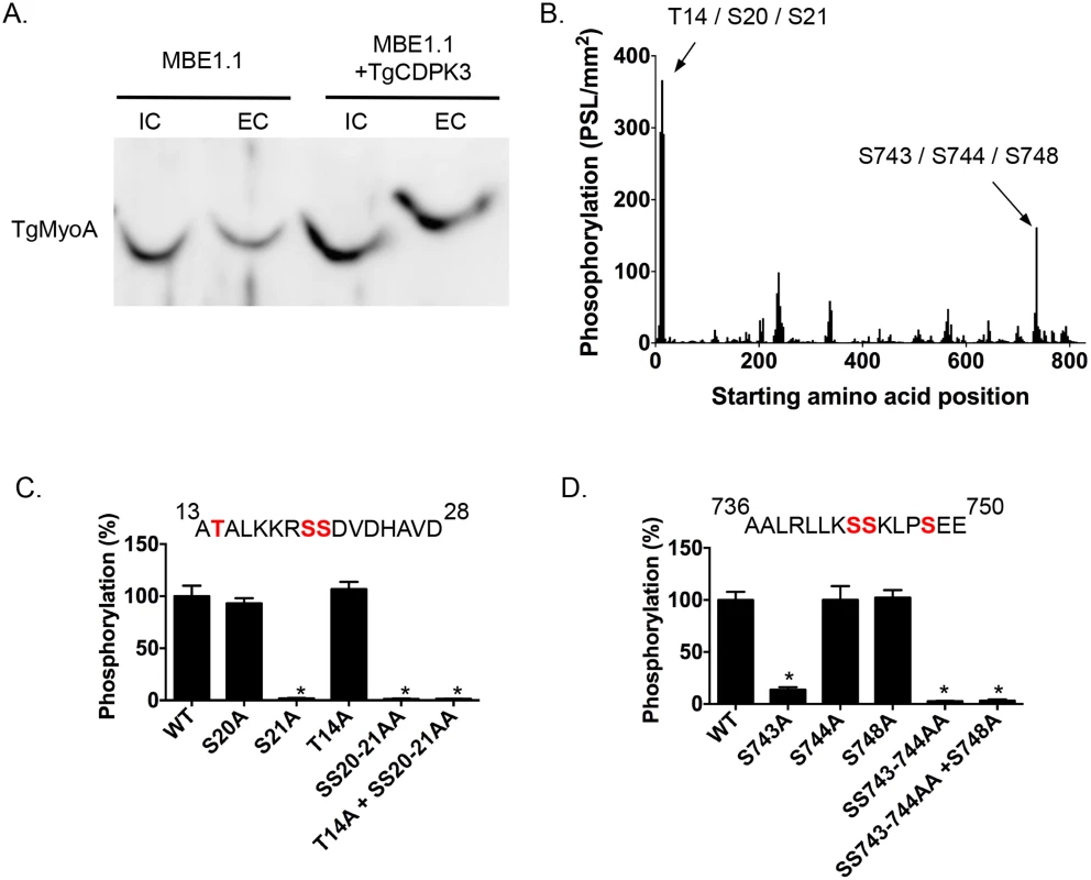 TgCDPK3-dependent phosphorylation of TgMyoA <i>in vivo</i> and <i>in vitro</i>.