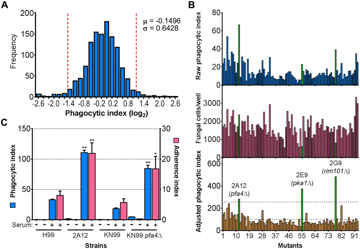 Identification of cryptococcal mutants with altered interactions with macrophages.