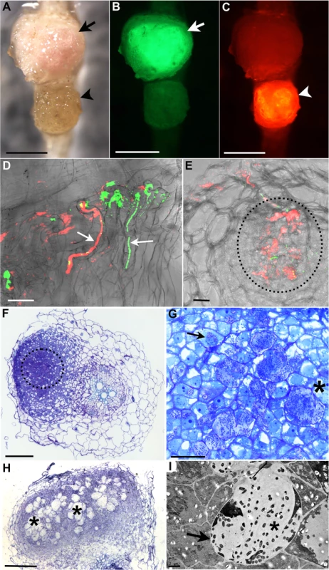 <i>R</i>. <i>mesosinicum</i> KAW12 colonisation pattern in <i>Lotus japonicus</i> nodules induced by <i>M</i>. <i>loti exoU</i>.