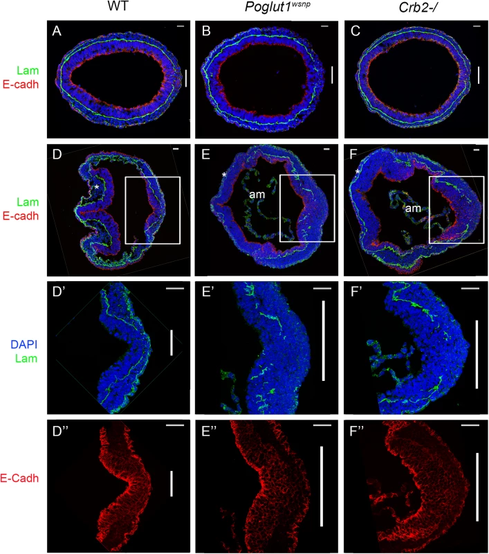 Indistinguishable gastrulation defects in <i>Poglut1</i><sup><i>wsnp</i></sup> and <i>Crumbs2</i><sup><i>-/-</i></sup> embryos.