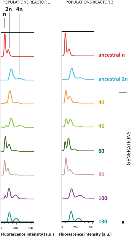 Haploid lineages diploidized during adaptation to EtOH.