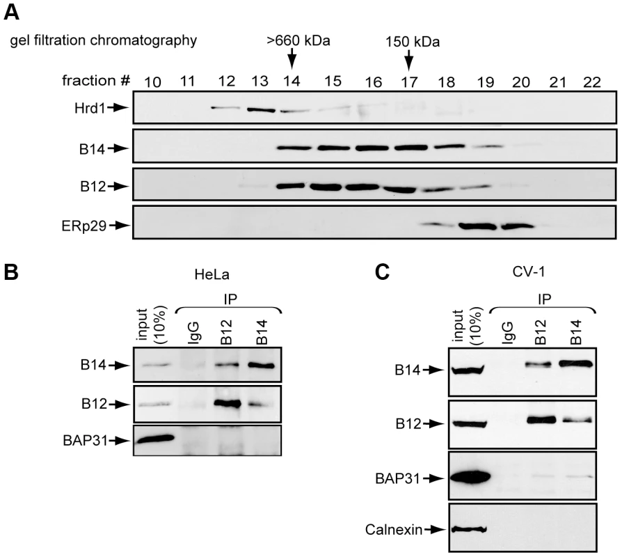 B14 complexes with B12.