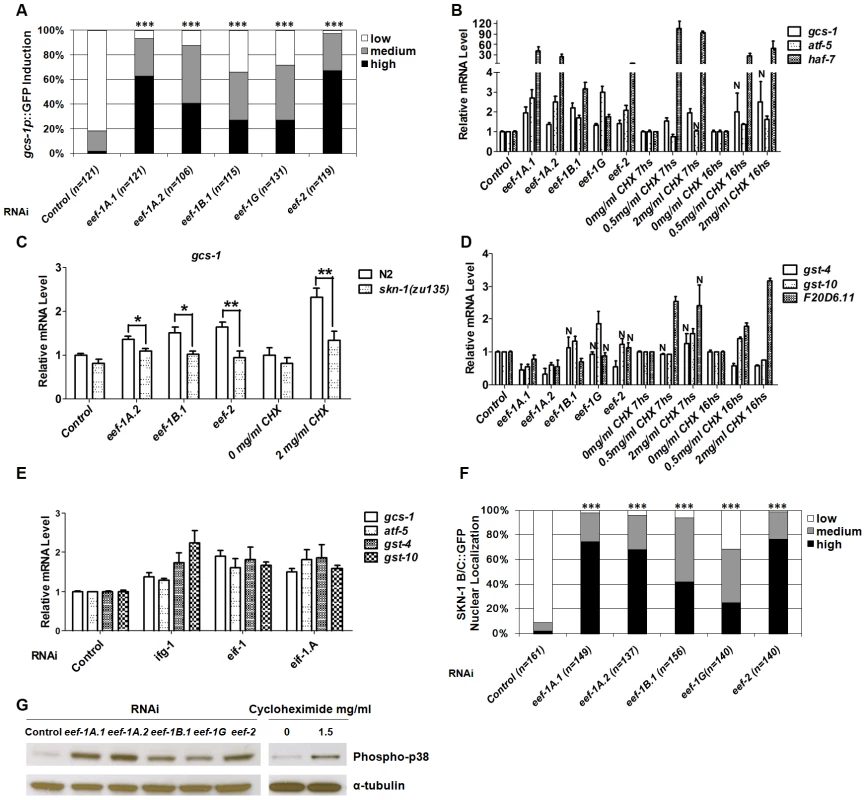 Induction of a SKN-1–mediated stress response by interference with translation elongation.