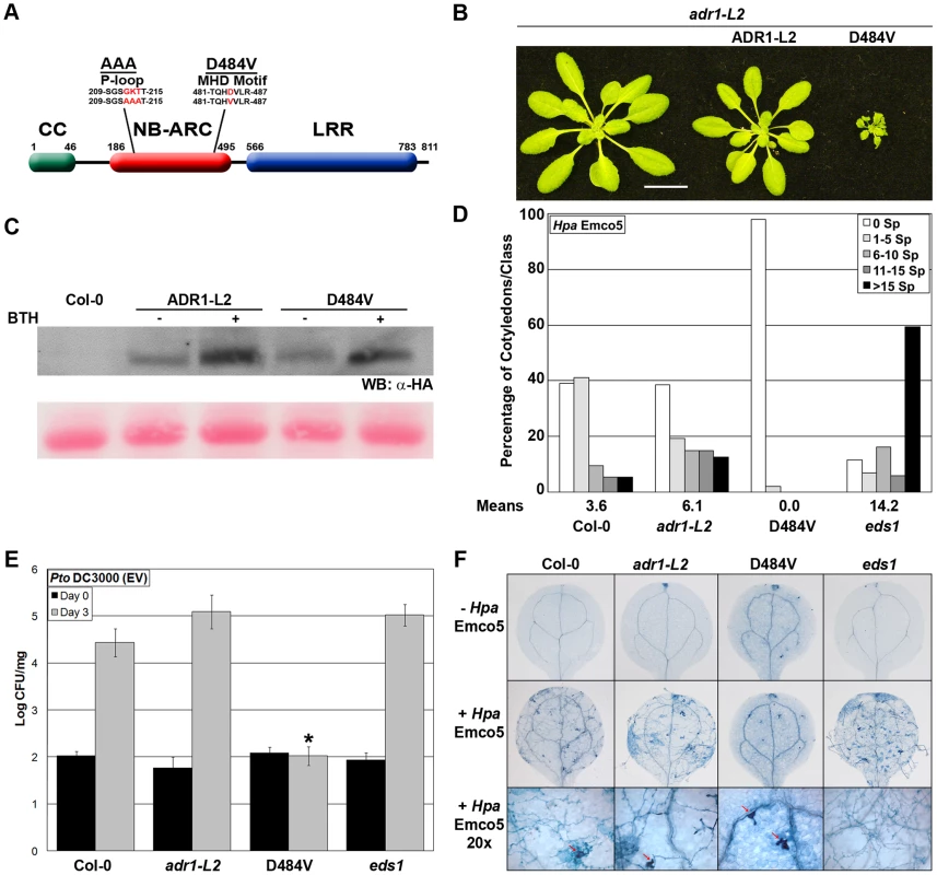 <i>ADR1-L2<sub>D484V</sub></i> ectopically activates basal defense.