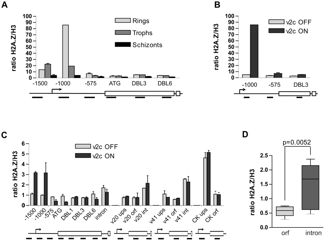 PfH2A.Z is enriched in the active <i>var</i> upstream region and in <i>var</i> introns.