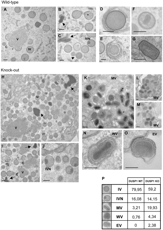 DUSP1 acts on the transition of immature and mature virion forms of MVA.