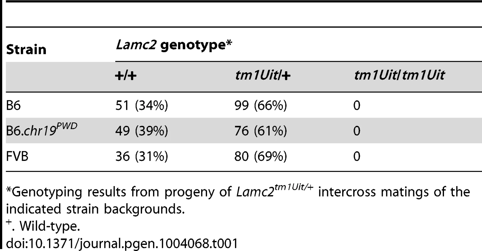 The FVB and B6.<i>chr19<sup>PWD</sup></i> backgrounds do not rescue perinatal lethality of <i>Lamc2</i>-null mice.