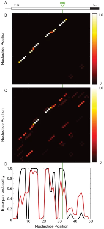 Partition function analysis of the C33G SNP in the 5′ UTR of HBB associated with β-Thalassemia <em class="ref">[<b>28</b>]</em>.