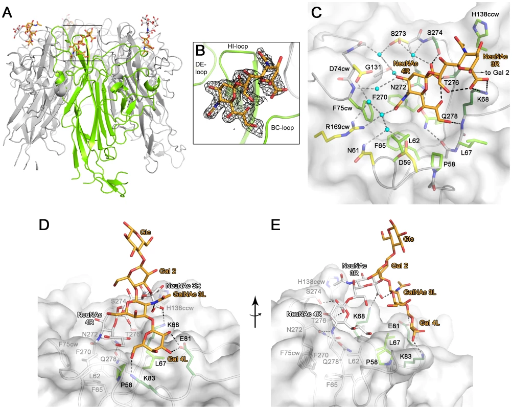 Structure of a BKPyV VP1-GD3 oligosaccharide complex.