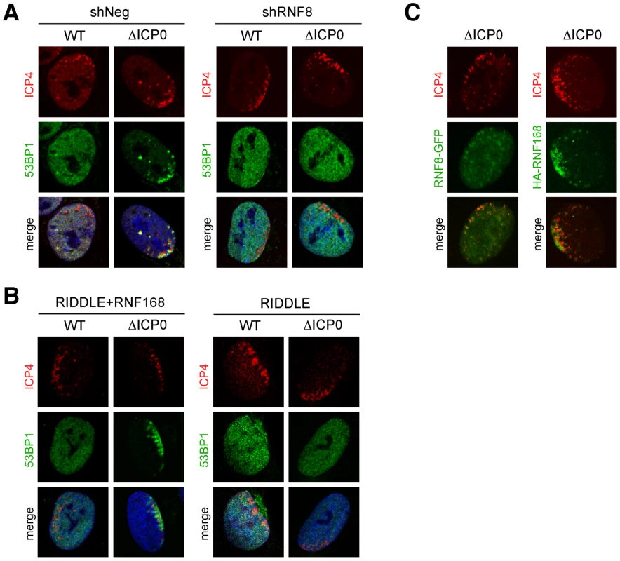53BP1 accumulation at sites associated with incoming HSV-1 genomes is dependent on RNF8 and RNF168.