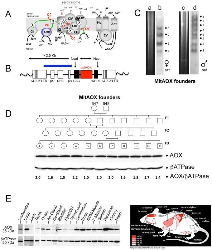 MitAOX mouse generation.