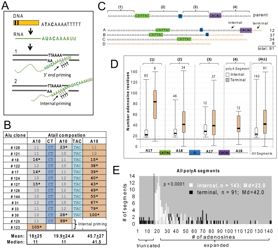 Adenosine expansion occurs throughout the A-tail sequence of Alu inserts with a bias toward the 3′terminal polyA segment.