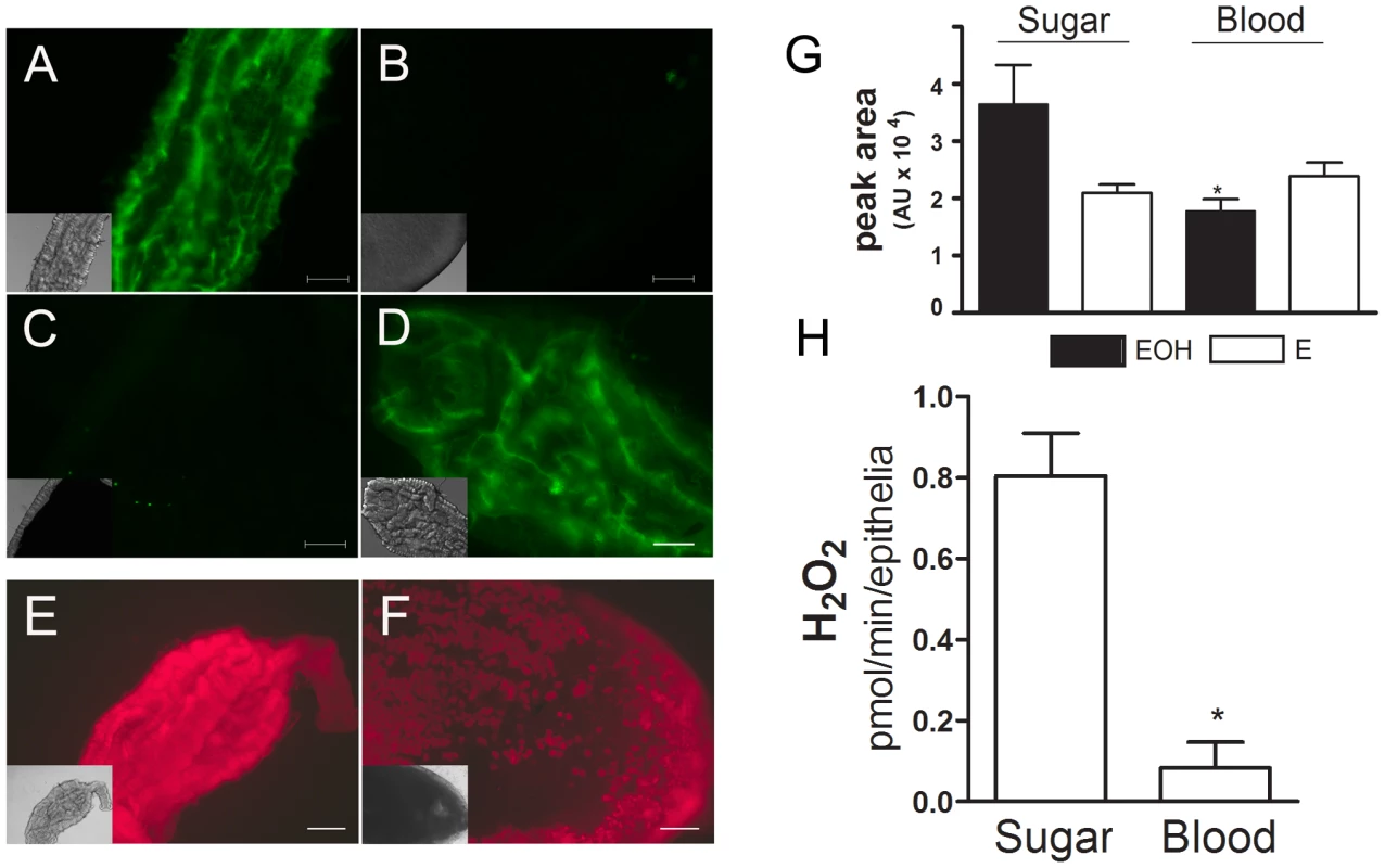 Blood meal decreases ROS levels in the midgut.