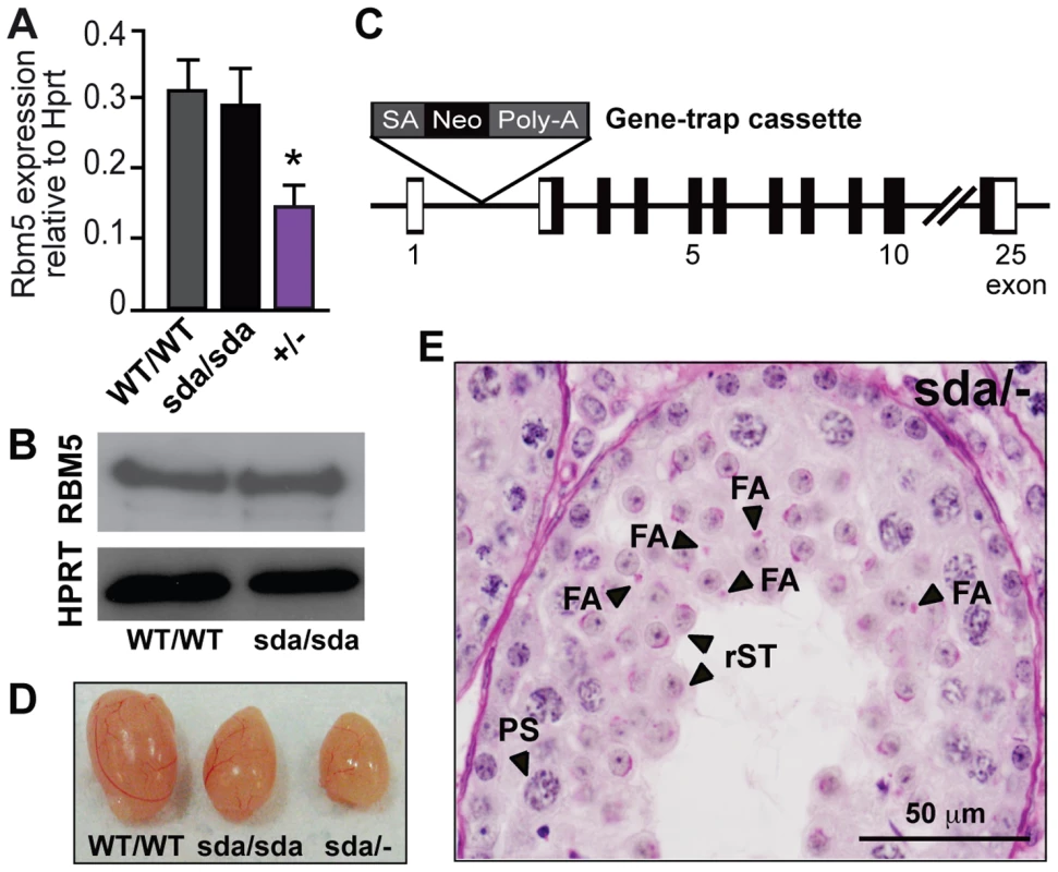 The R263 mutation results in the generation of a loss-of-function allele.