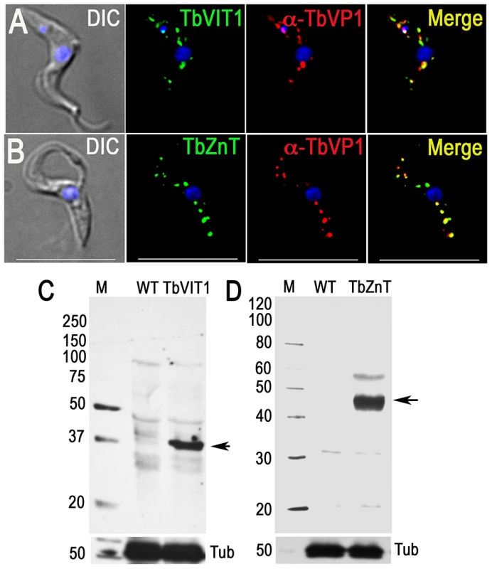 Immunofluorescence microscopy and western blot analyses of metal ion transporters.