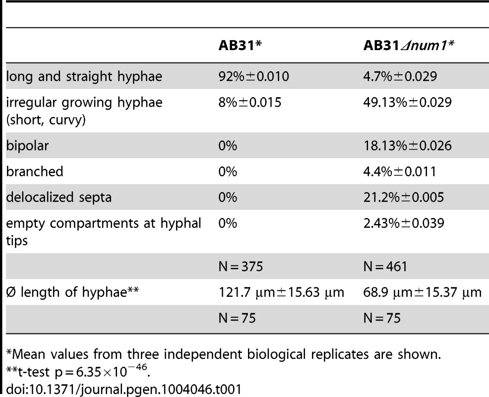 Quantification of phenotypes in AB31 and AB31<i>Δnum1</i> 12 hours after the induction of the bE/bW-heterodimer.