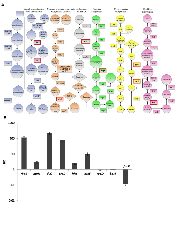 <i>L. monocytogenes</i> metabolic pathways predicted to be highly active during intracellular growth.