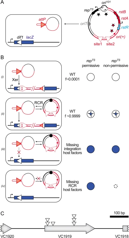 Screen for host factors implicated in CTXϕ replication.
