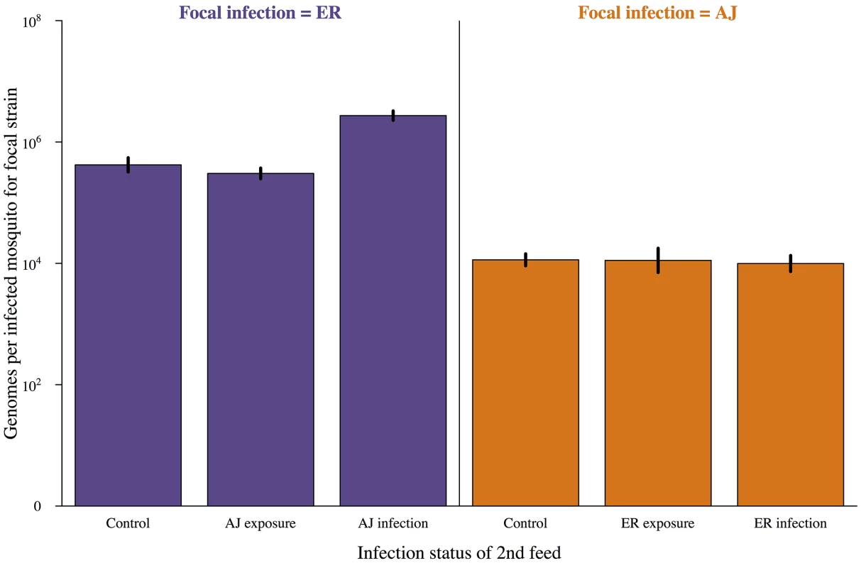 Subsequent infection does not negatively impact on parasite development.