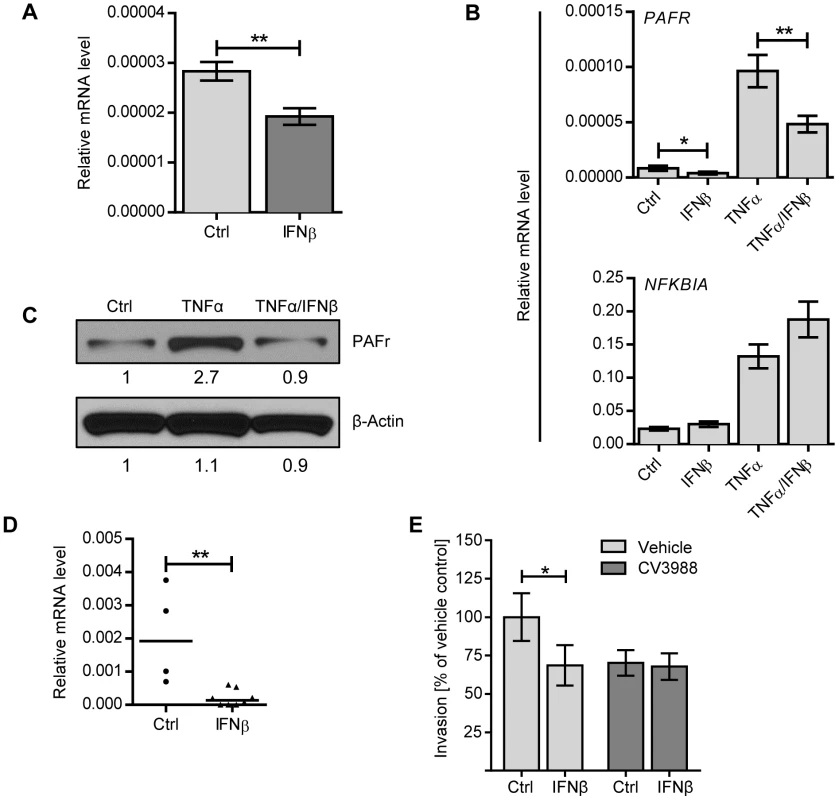 IFNβ reduces PAF receptor levels on lung epithelial and endothelial cell lines and in the lung.