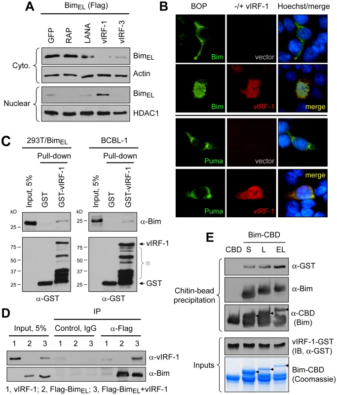vIRF-1 induced Bim nuclear localization and vIRF-1:Bim interaction.