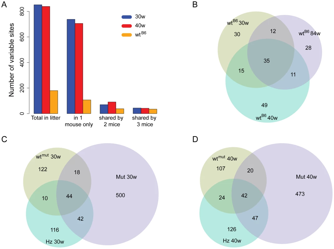 Number of shared high-frequency mtDNA mutation in the C57Bl/6N and mtDNA mutator sibling sets.
