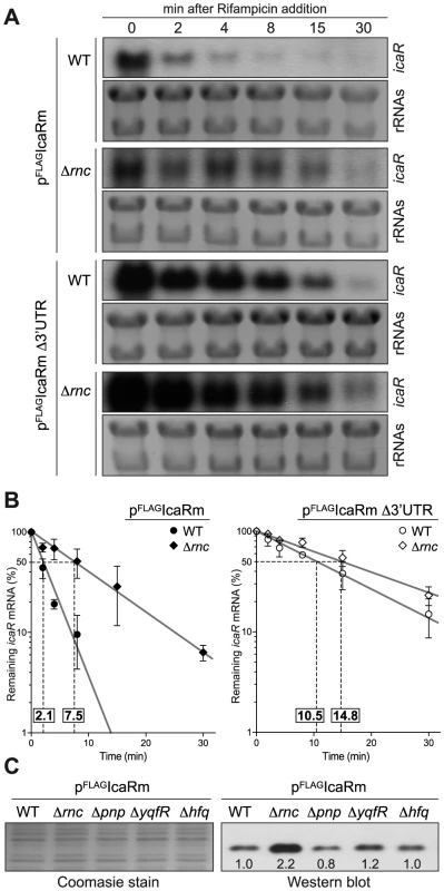 Deletion of <i>rnc</i> gene, which encodes the double stranded endoribonuclease RNase III, affects <i>icaR</i> mRNA stability and IcaR protein levels.