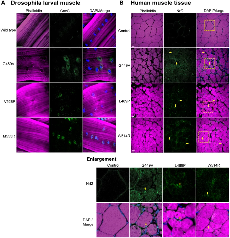 Mutant lamins cause enrichment of CncC/Nrf2 in myonuclei.