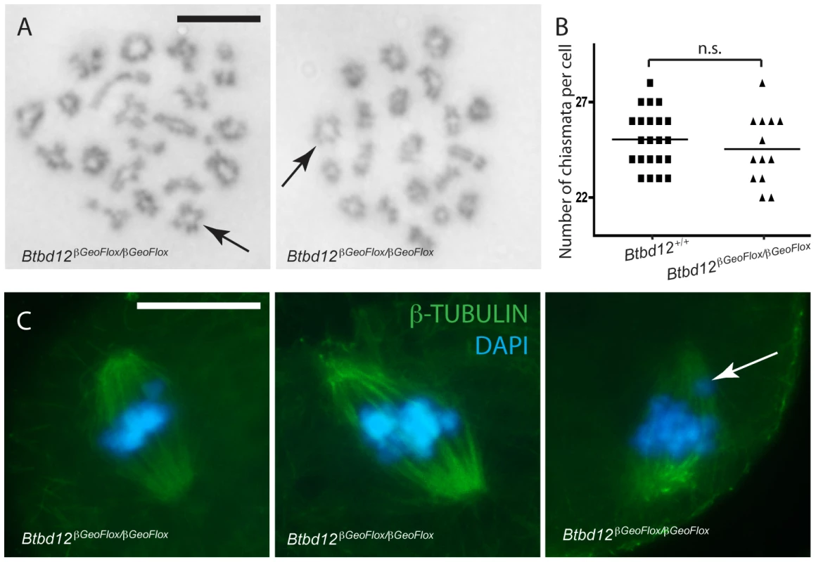 Crossovers form in <i>Btbd12<sup>βGeoFlox/βGeoFlox</sup></i> mutants and there is no evidence of spindle defects.