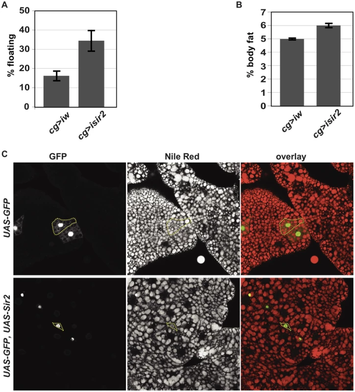 FB-specific manipulation of <i>Sir2:</i> knockdown increases organismal fat, whereas overexpression depletes lipid stores.