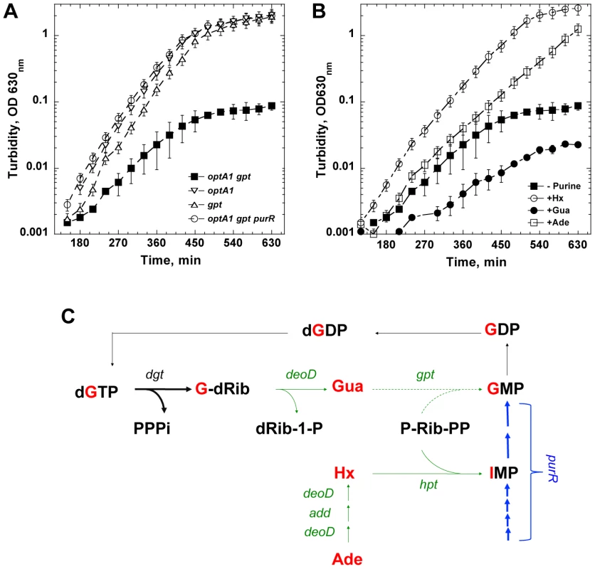 Defective growth upon purine starvation.
