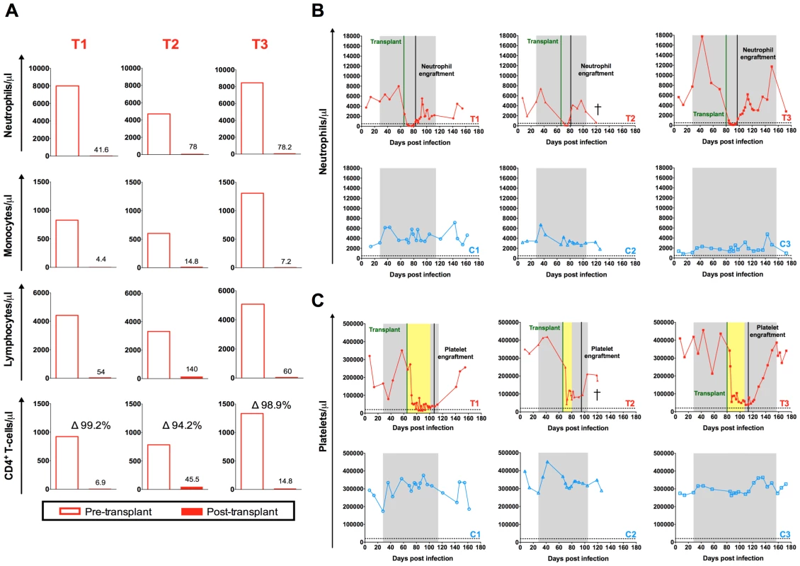Autologous hematopoietic stem cell transplant.