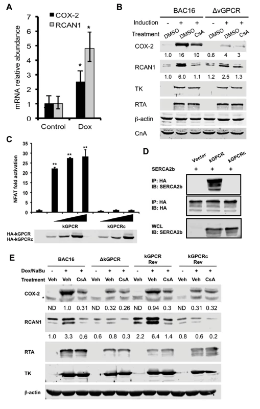 kGPCR activates NFAT during KSHV lytic replication.