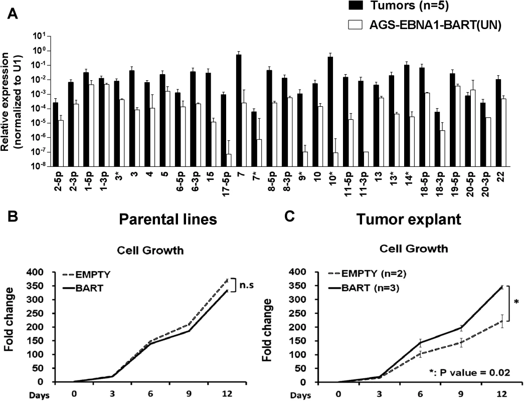 <i>In vitro</i> analysis of newly explanted tumor cells and their parental <i>in vitro</i> lines.