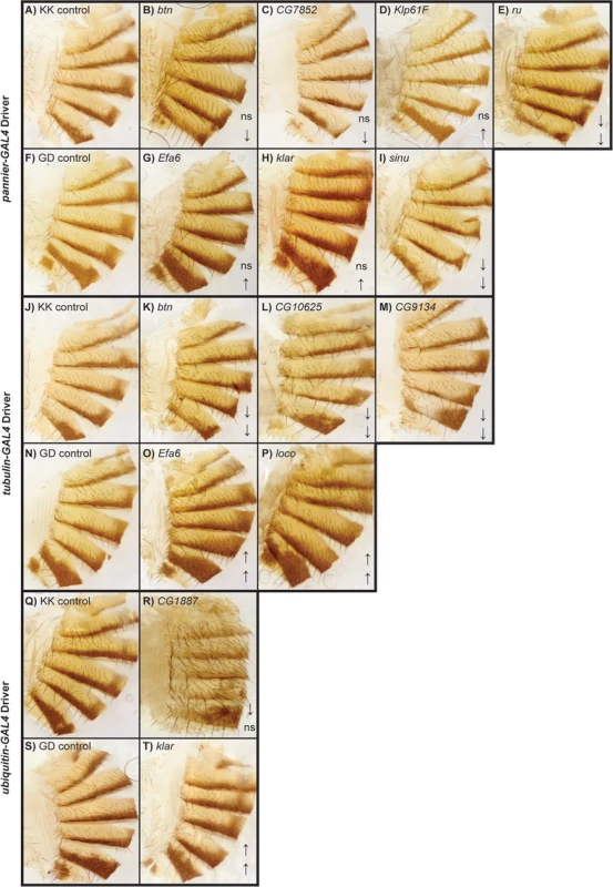 Female abdominal cuticles of with significant effects on pigmentation in lines with targeted RNAi knockdown constructs.