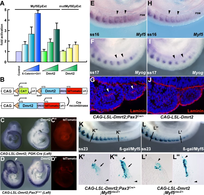 Overexpression of Dmrt2 accelerates myogenesis.