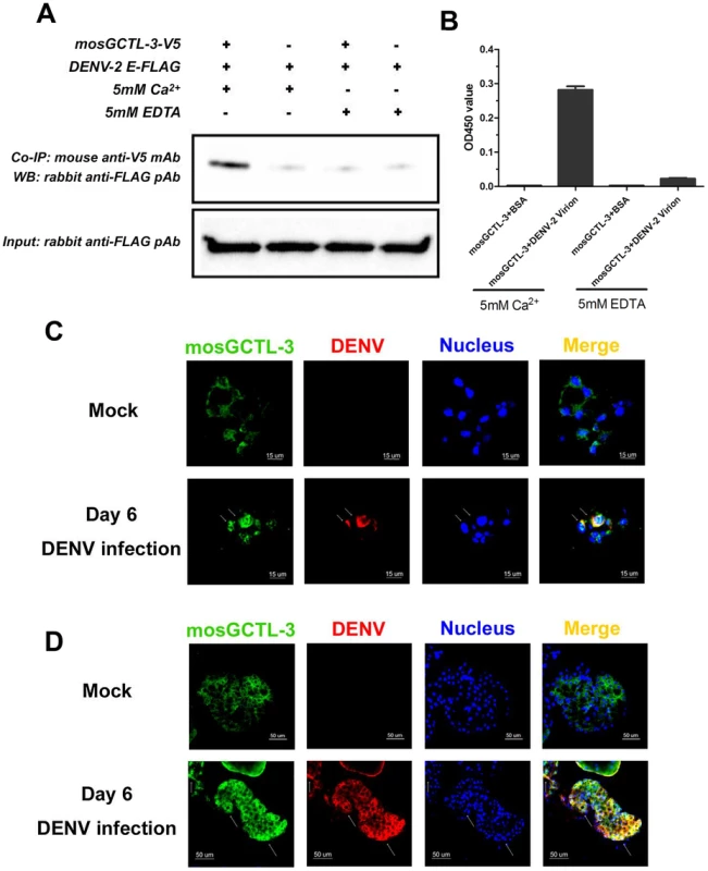 The interaction between mosGCTL-3 and DENV-2.