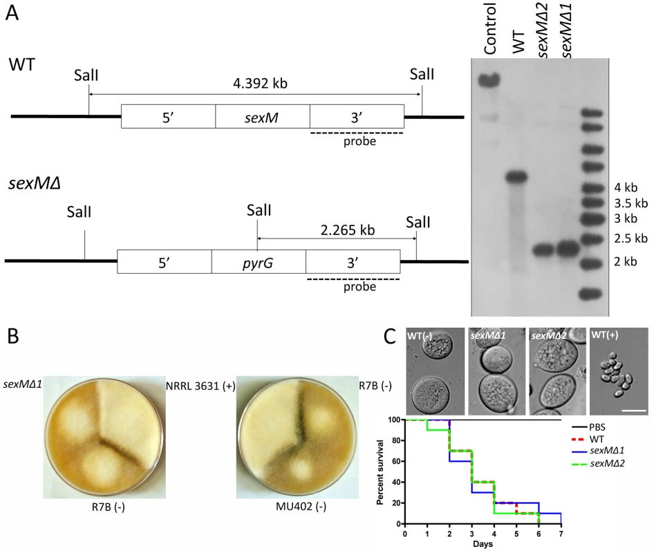 Disruption of the <i>sexM</i> gene and mating and virulence tests of the <i>sexM</i> mutants.
