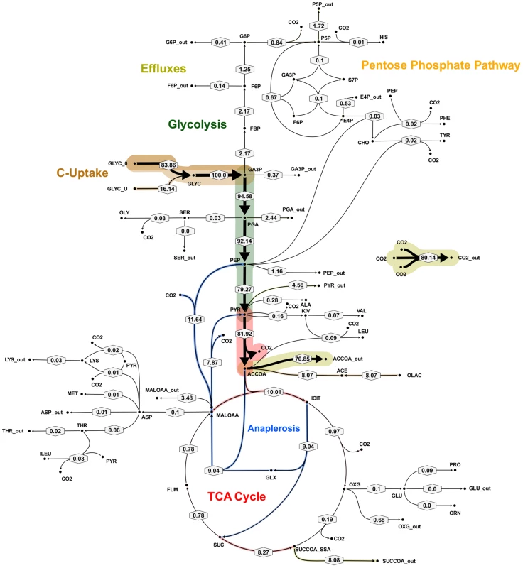 Metabolic flux map B for <i>M. bovis</i> BCG in glycerol limited continuous culture at slow growth rate (t<sub>d</sub> = 69 h).