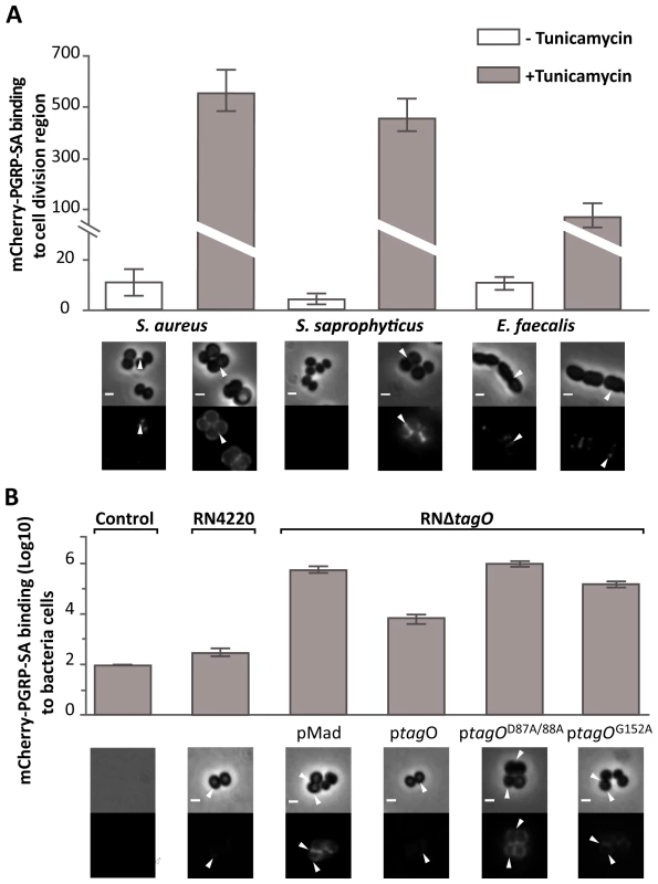 WTA reduce PGRP-SA binding at the bacterial cell surface.