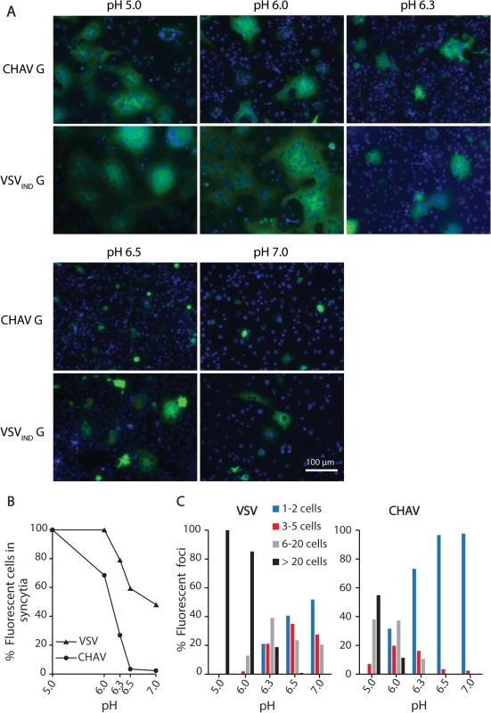 Fusion activity of CHAV-G and VSV-G analyzed in a cell-cell fusion assay.