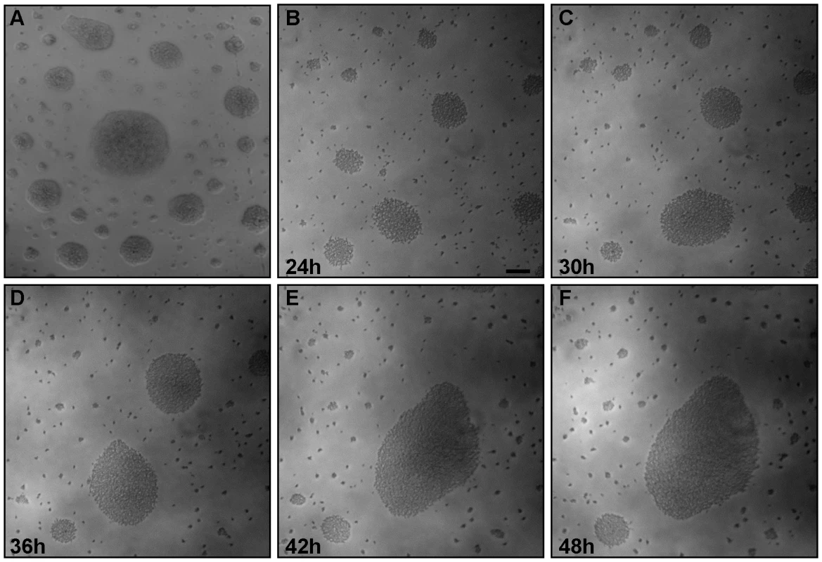 Trypanosome communities assemble through recruitment of neighboring cells.